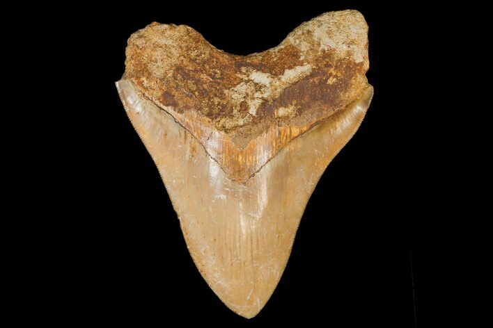Serrated, Fossil Megalodon Tooth - West Java, Indonesia #145246